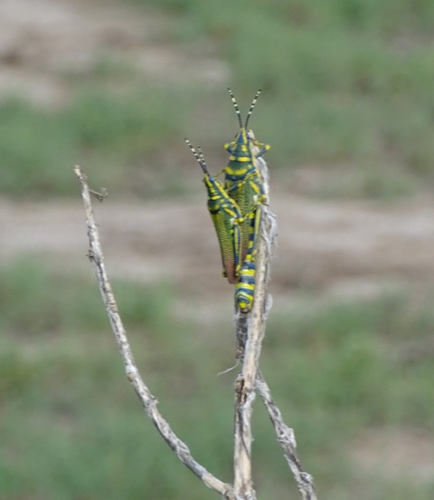 Painted Grasshopper