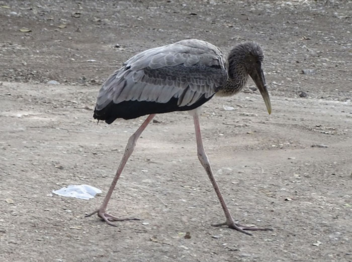 painted Stork juvenile