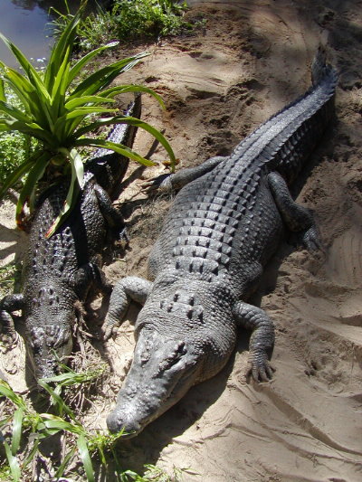 Pair of Saltwater Crocodiles sunning on the bank