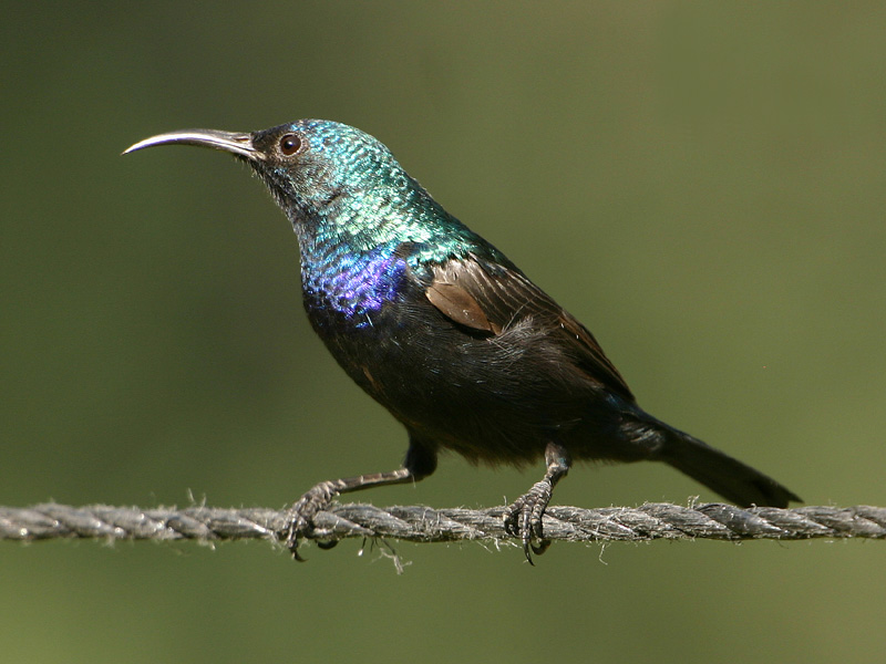 Palestine Sunbird