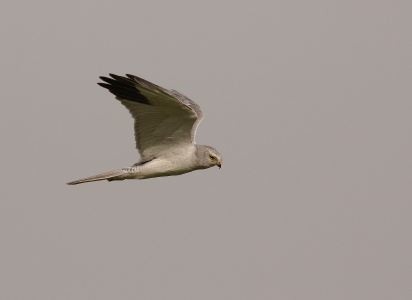 Pallid Harrier