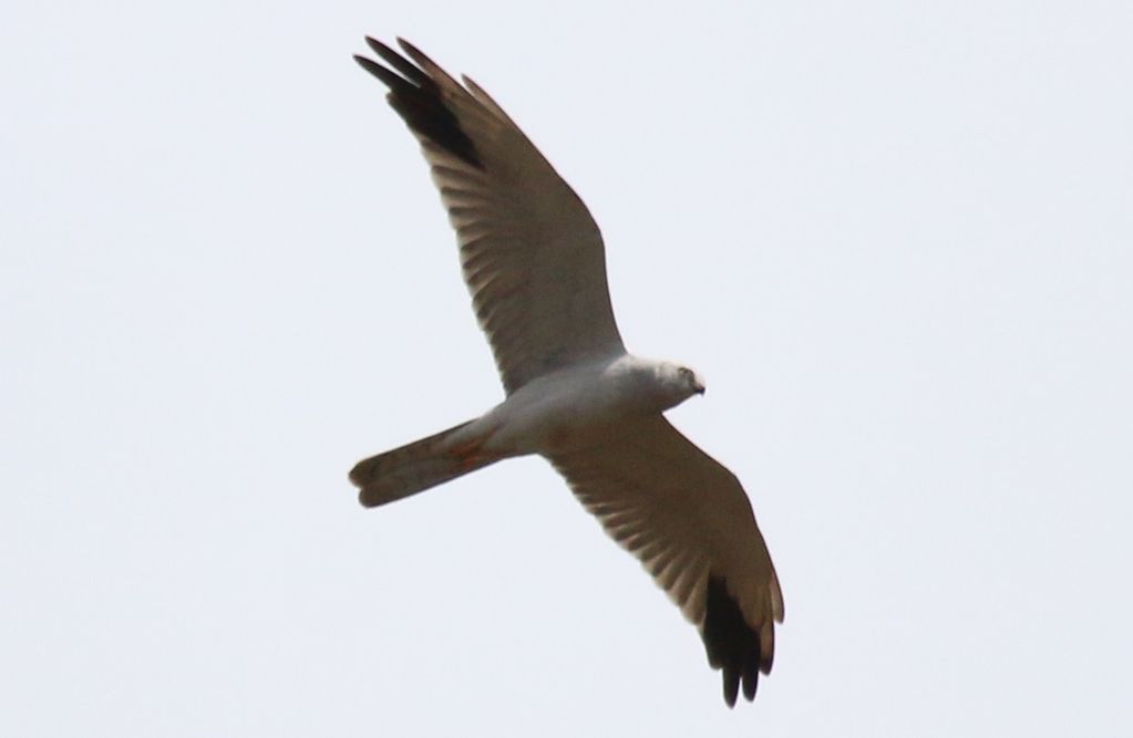 Pallid Harrier