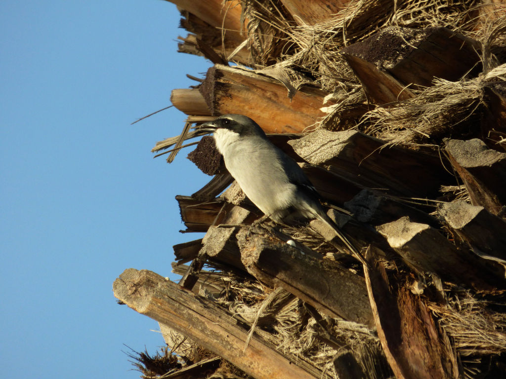 Palm tree shrike?