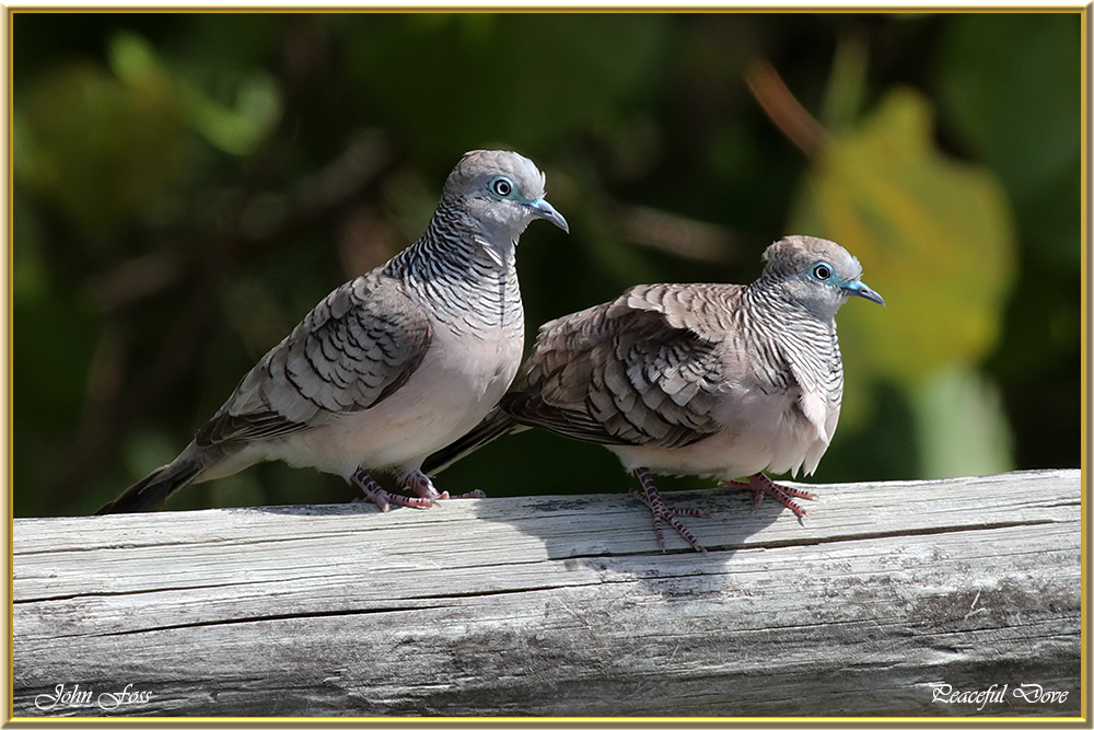 Peaceful Dove