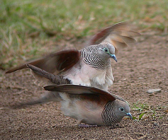 peaceful doves