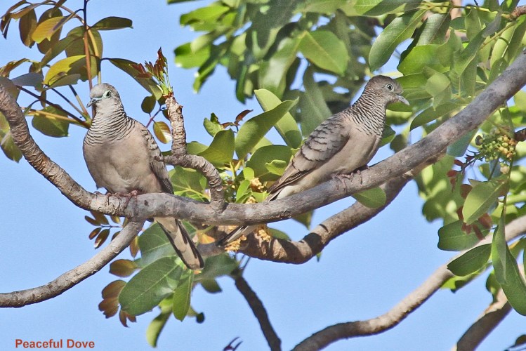 Peaceful Doves