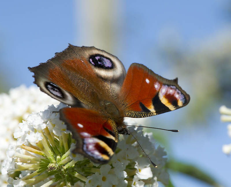 Peacock