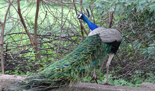 peafowl Male