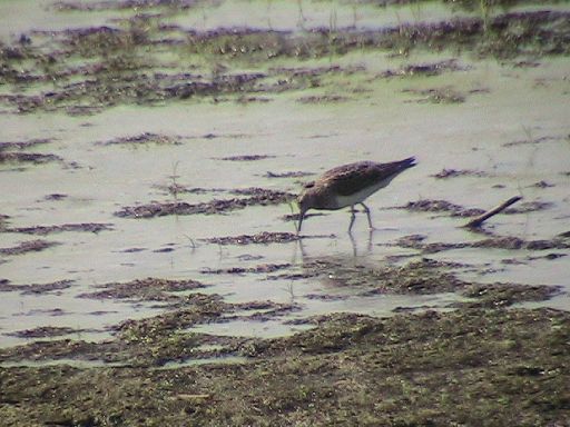 Pectoral Sandpiper