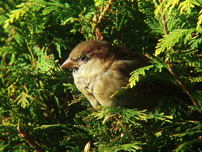 'Peek a Boo' - Sparrow