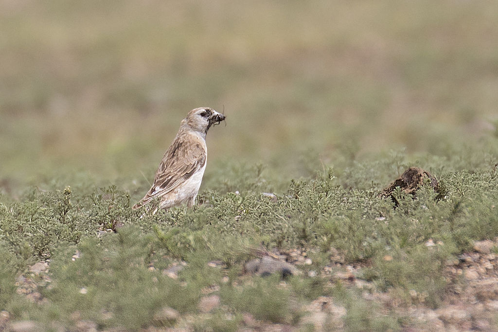 Pere David's Snowfinch - Female