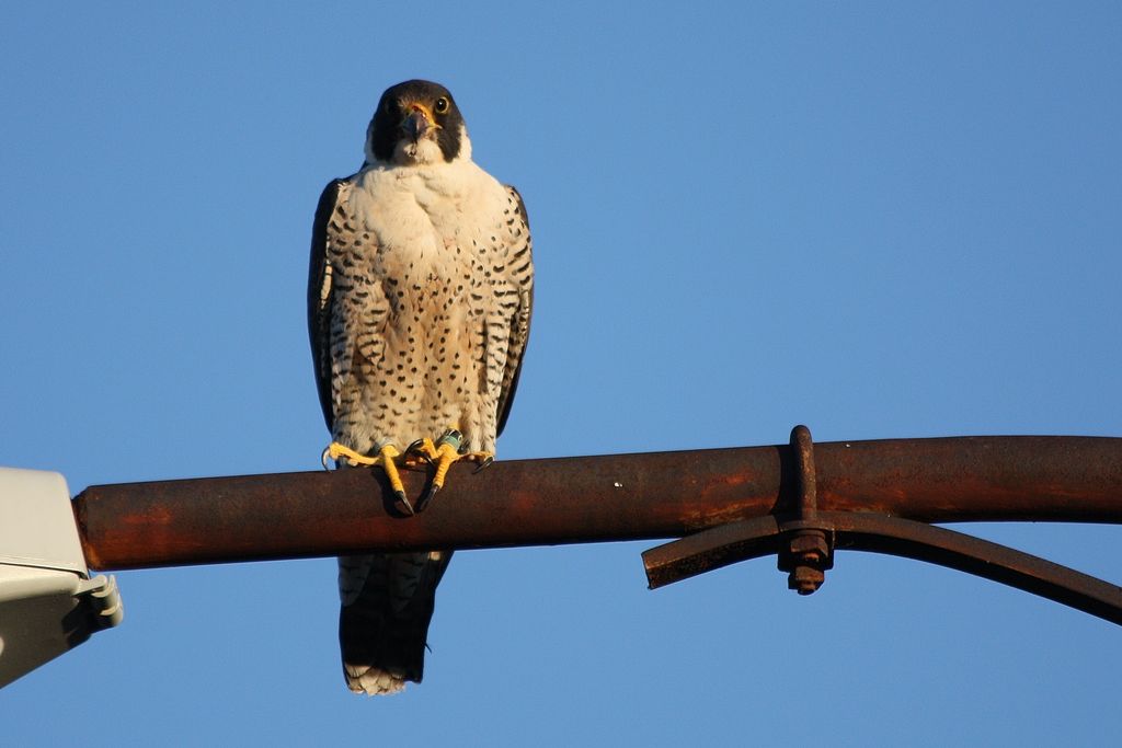 Peregrine Falcon