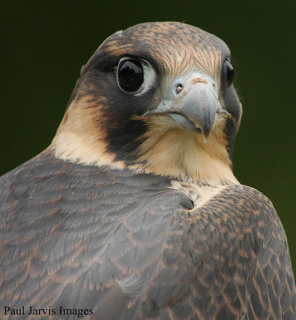 Peregrine Falcon