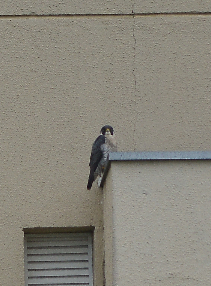 Peregrine Falcon