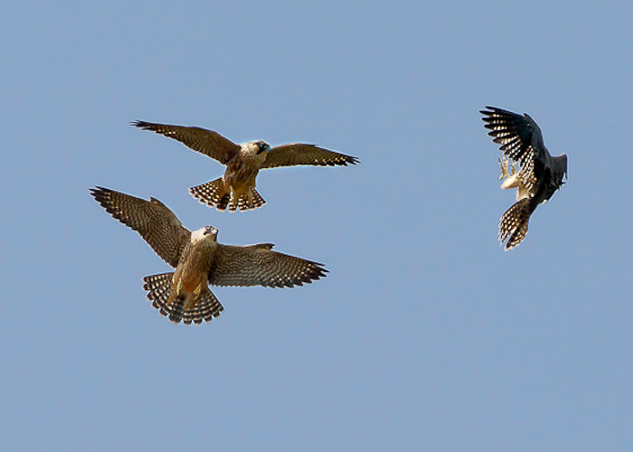 Peregrine