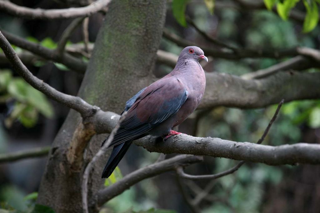 Peruvian Pigeon