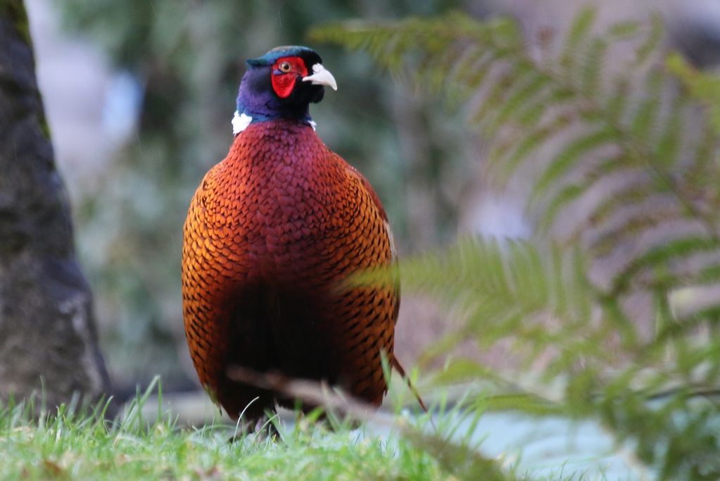 Pheasant (M)