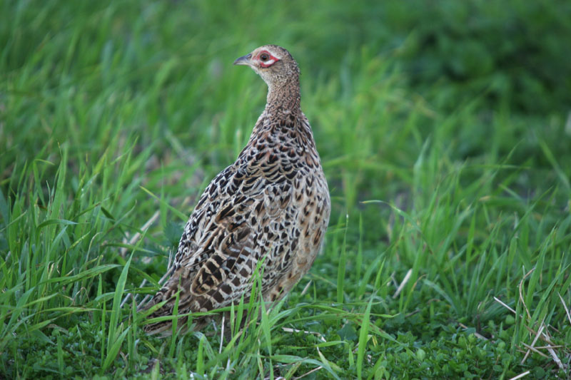 Pheasant (Phasianus colchicus)