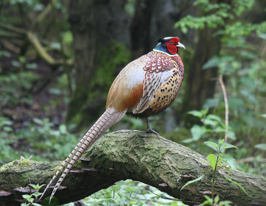 Pheasant watching over the females