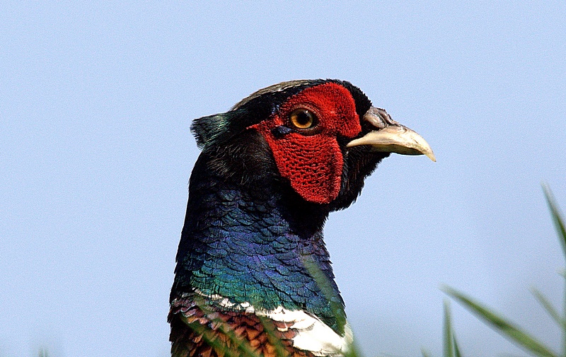 Pheasant