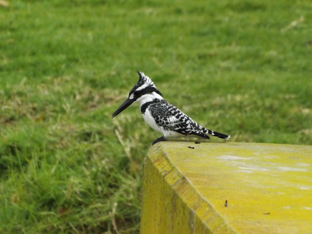 Pied kingfisher