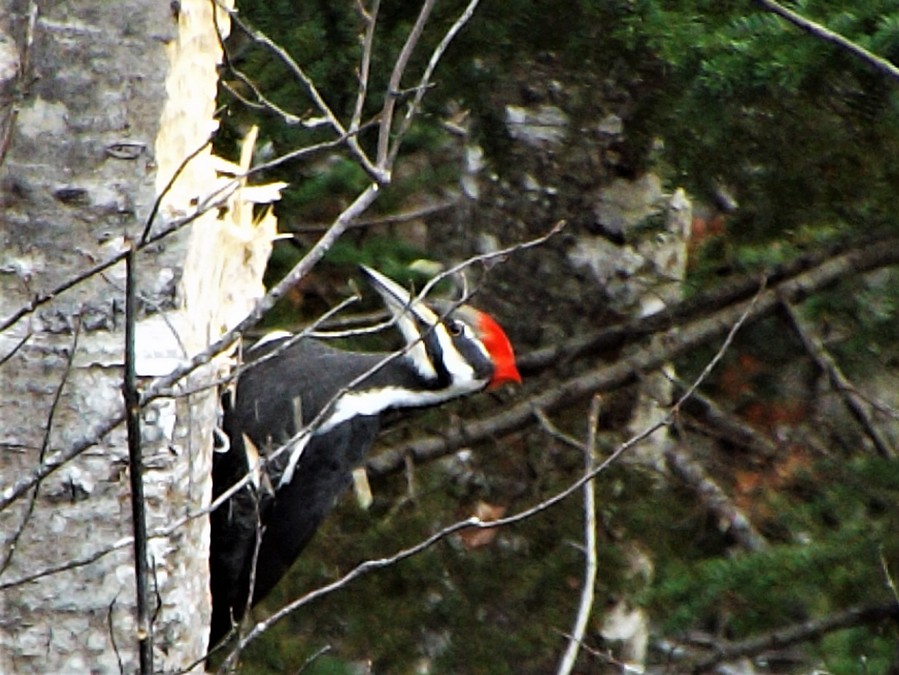 Pileated Woodpecker At Work