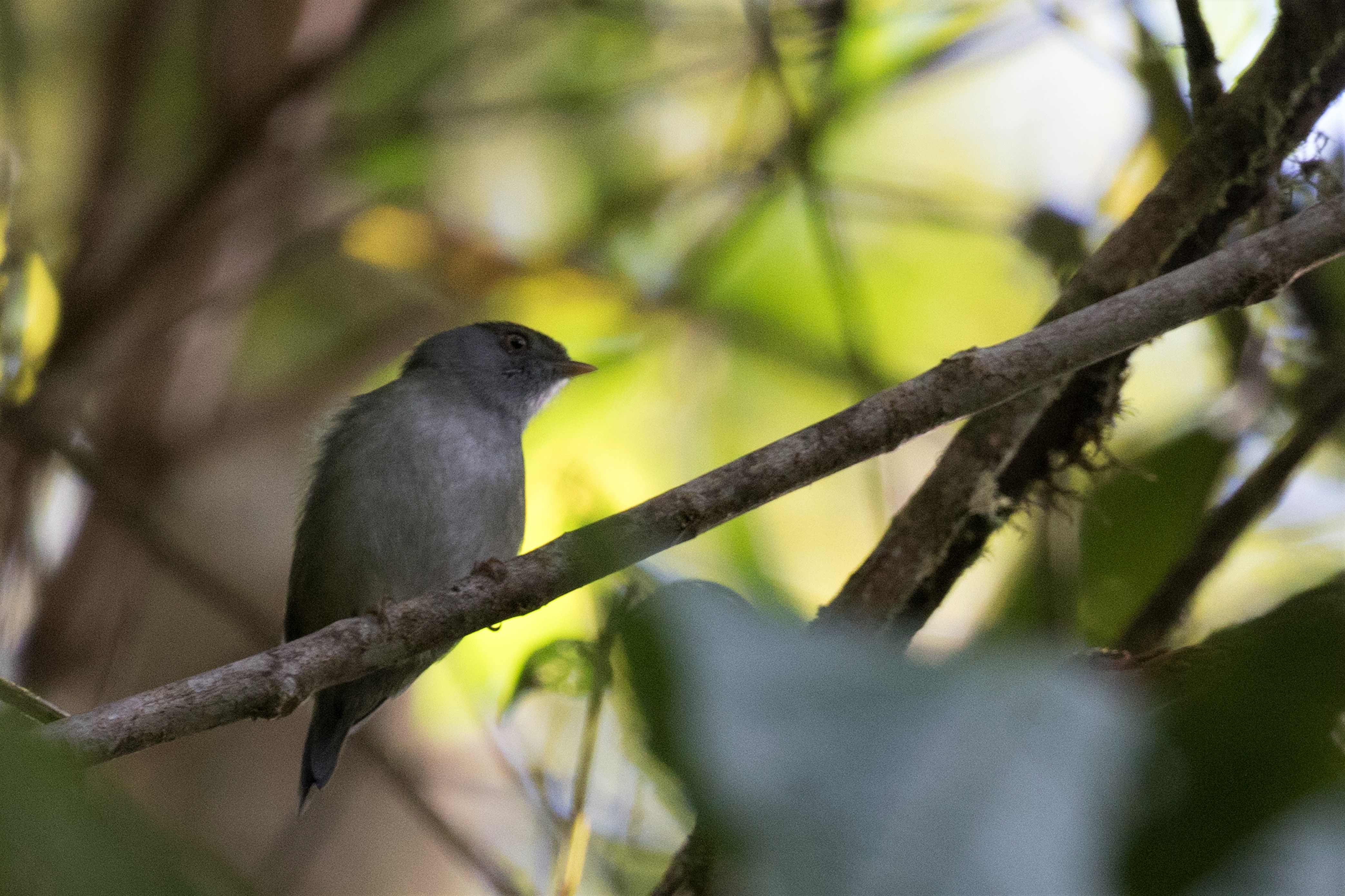 Pin-tailed Manakin