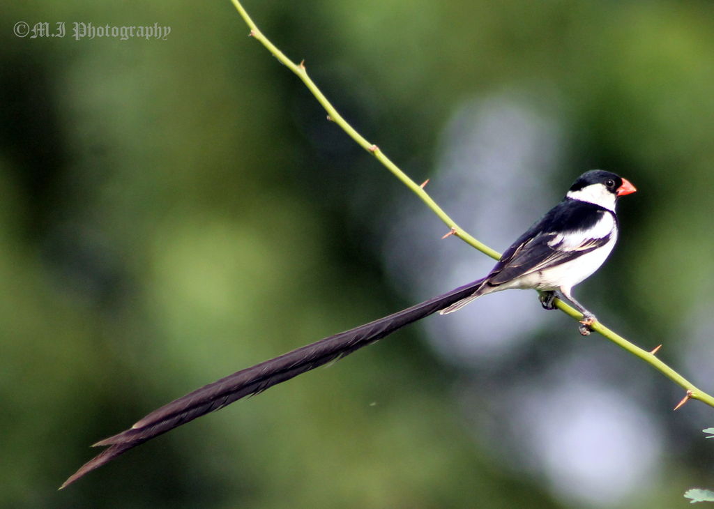 Pin-tailed Whydah