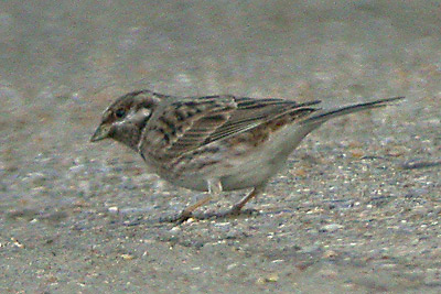 Pine Bunting