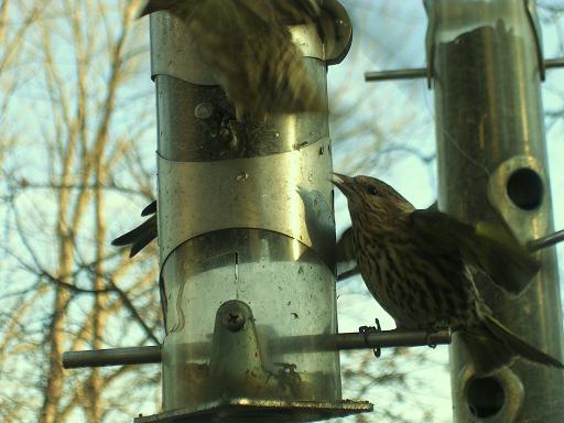 Pine Siskin