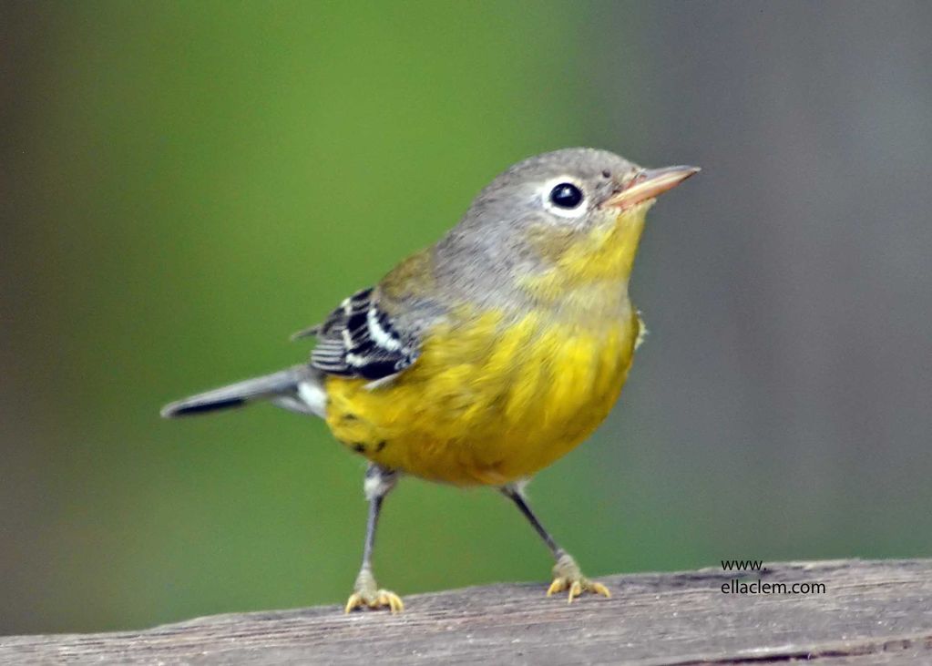 Pine Warbler