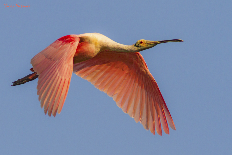 Pink and Blue, a Roseate Spoonbill in flight at Caye Caulker, Belize
