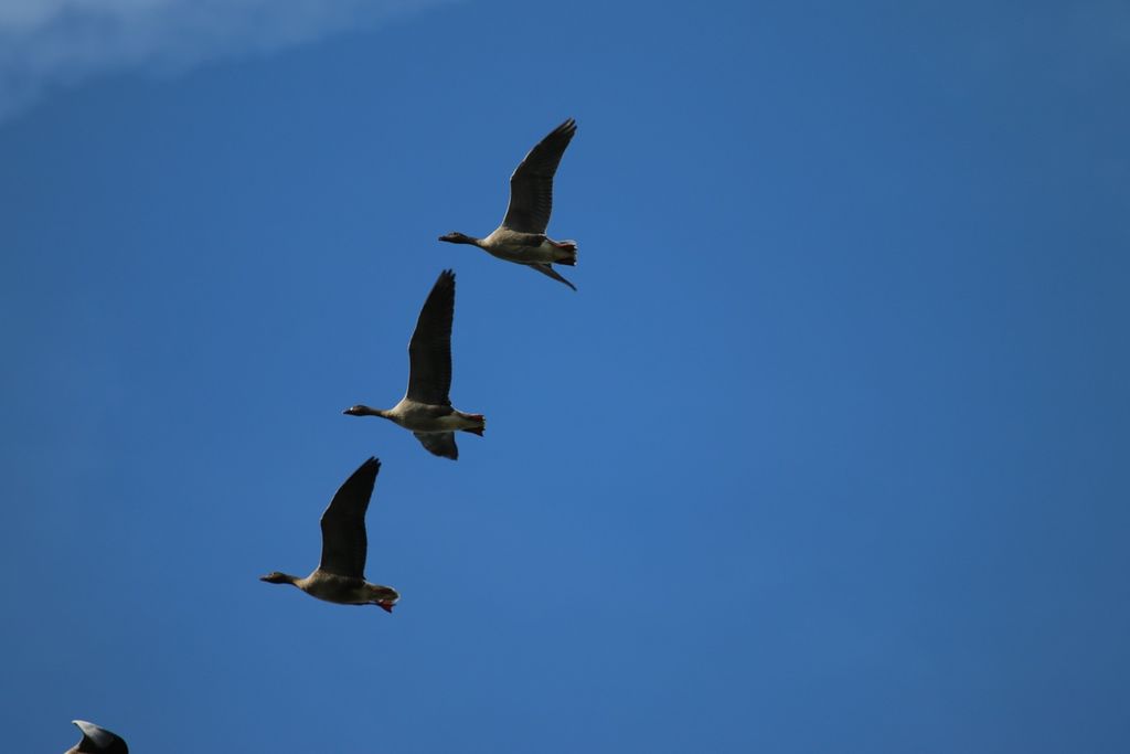 Pink-footed Geese