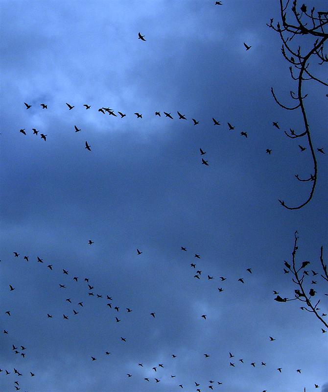 Pinkfeet Geese