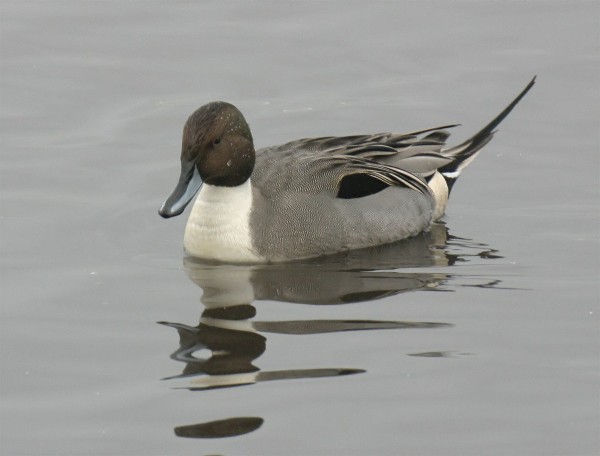 Pintail Re-posted