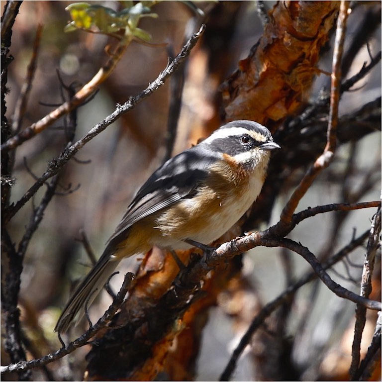 Plain-tailed Warbling Finch