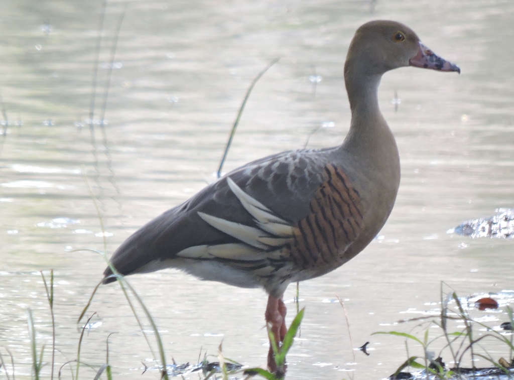 Plumed Whistling Duck