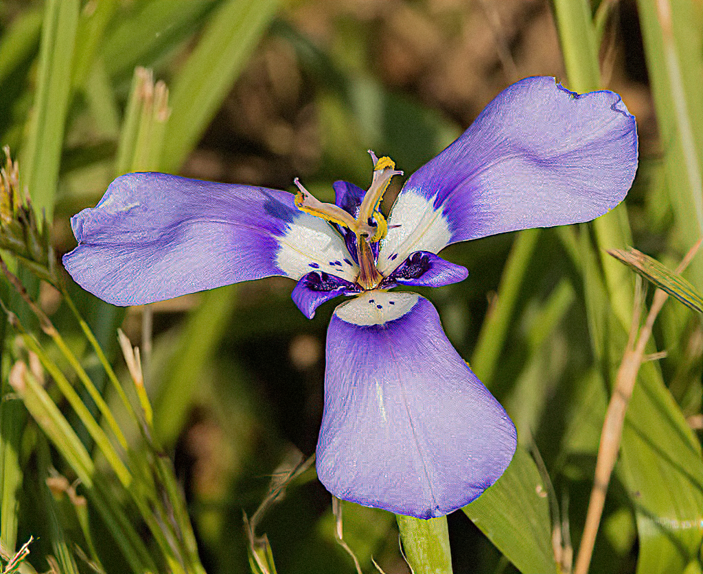 Prairie Nymph