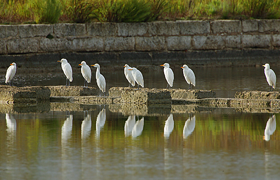 Pre-roost flock of Cattle Egrets