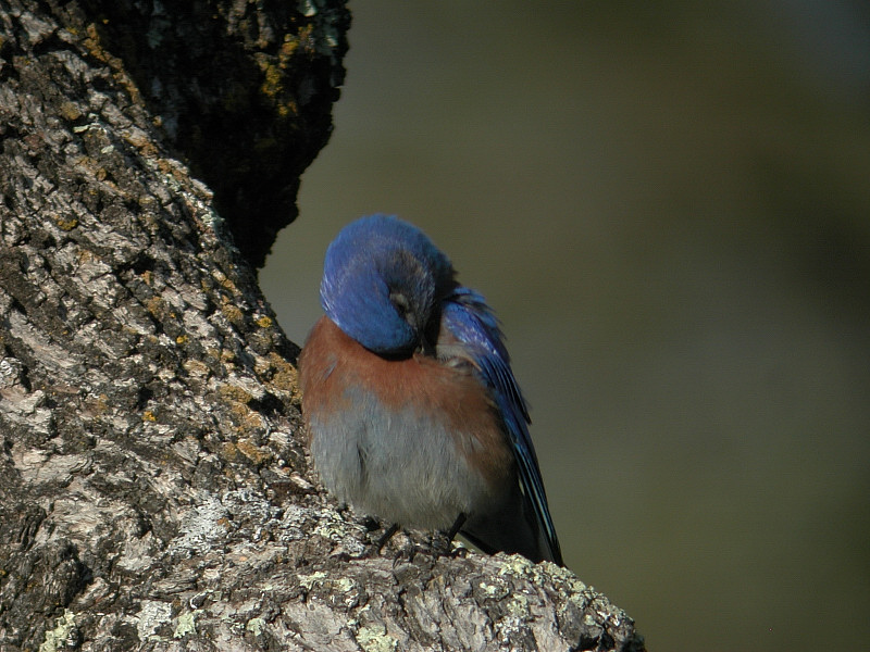 Preen pose