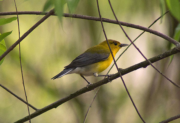 Prothonotary Warbler-Female