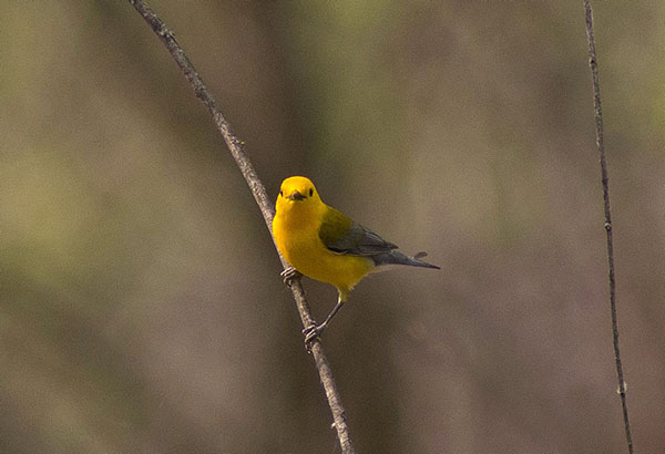 Prothonotary Warbler- Male