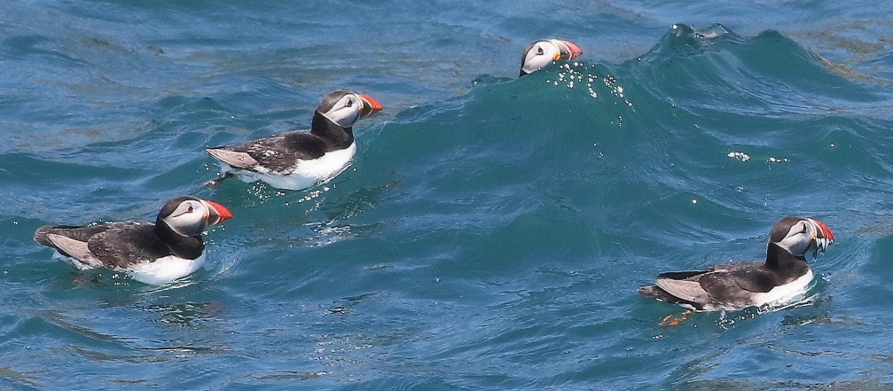 Puffins in the Waves