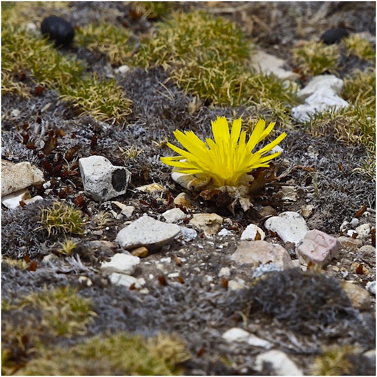 Puna Dandelion