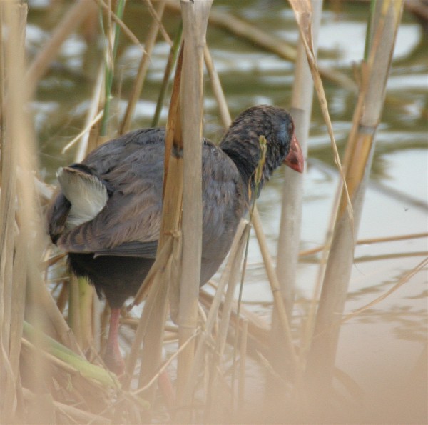 Purple Gallinule