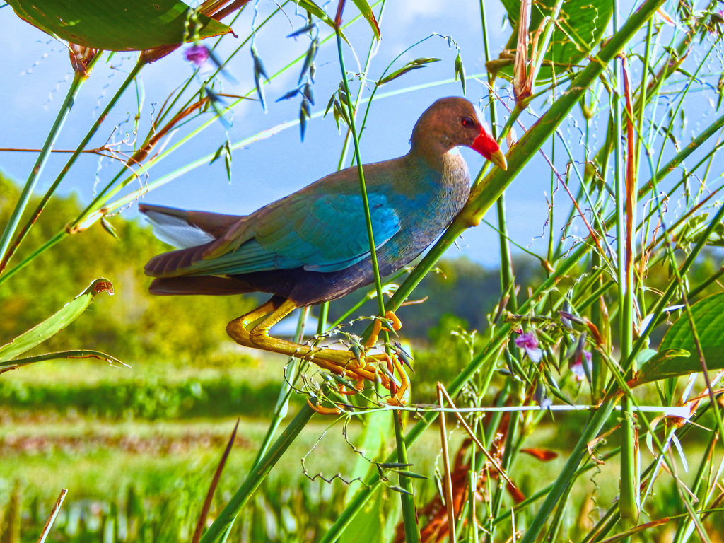 Purple Gallinule