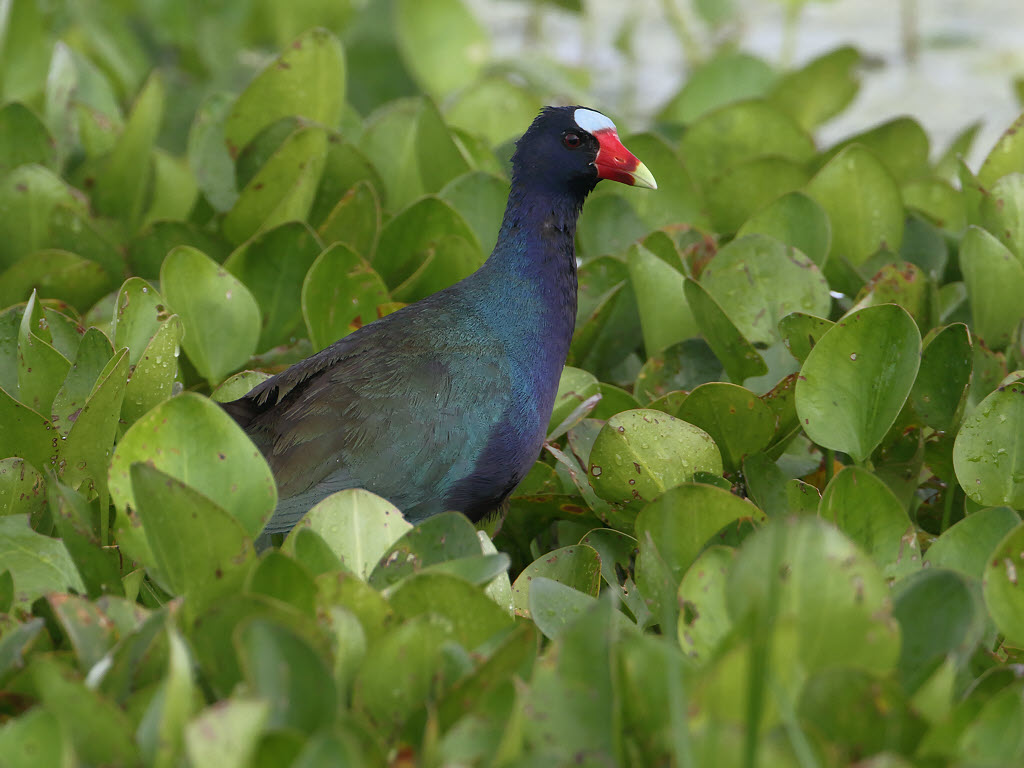 Purple Gallinule