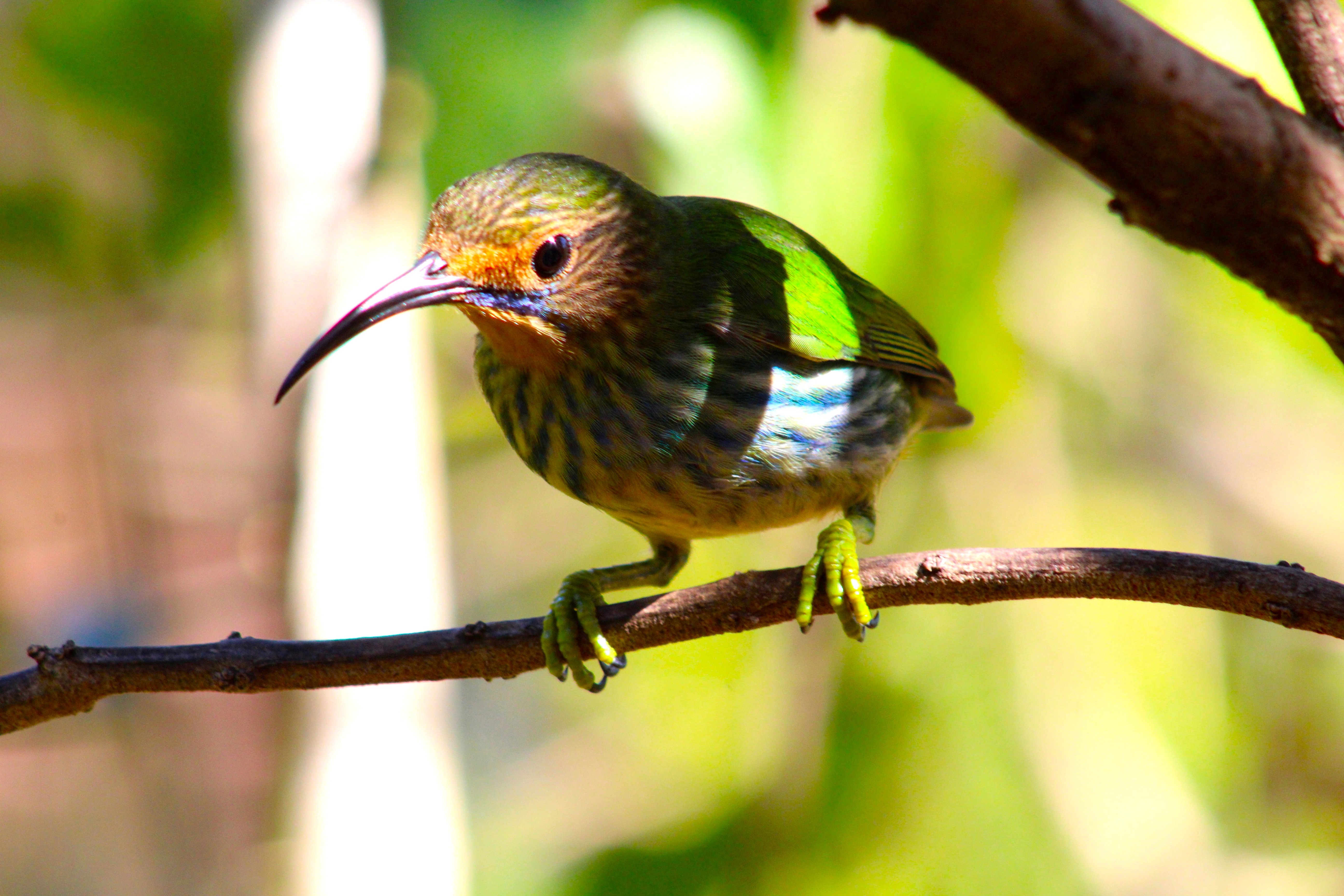 Purple Honeycreeper - (female)