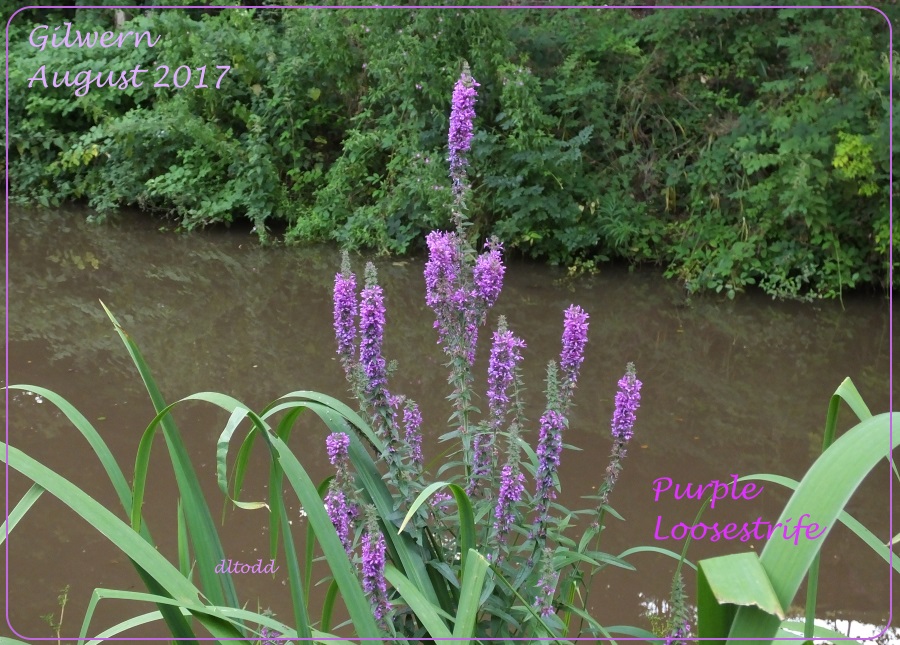 Purple Loosestrife