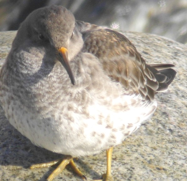 purple sandpiper